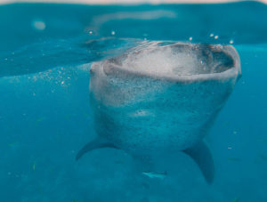 rekin wielorybi, Oslob, Filipiny